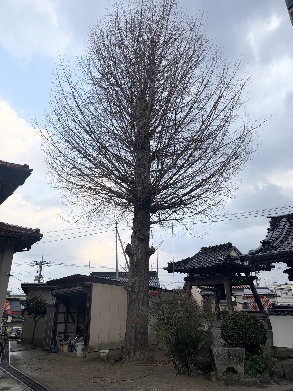 建物のすぐそばに立つ、境内の高い木