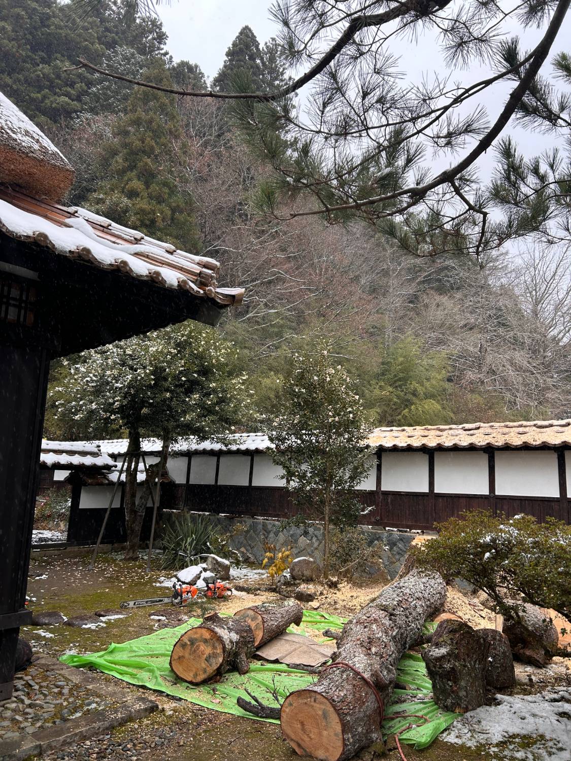 歴史博物館内庭木　枯松伐採