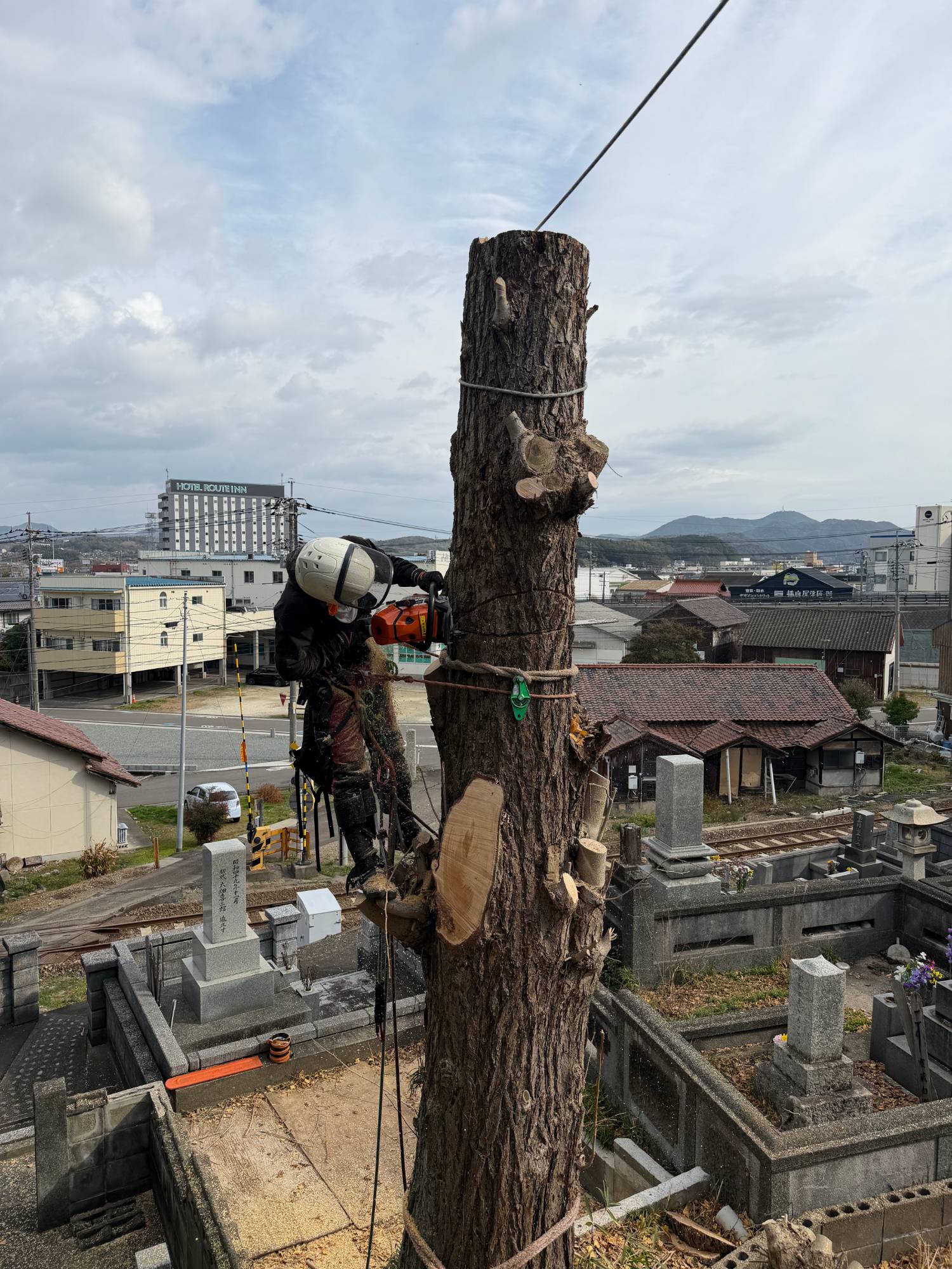 霊園 老木 高所伐採