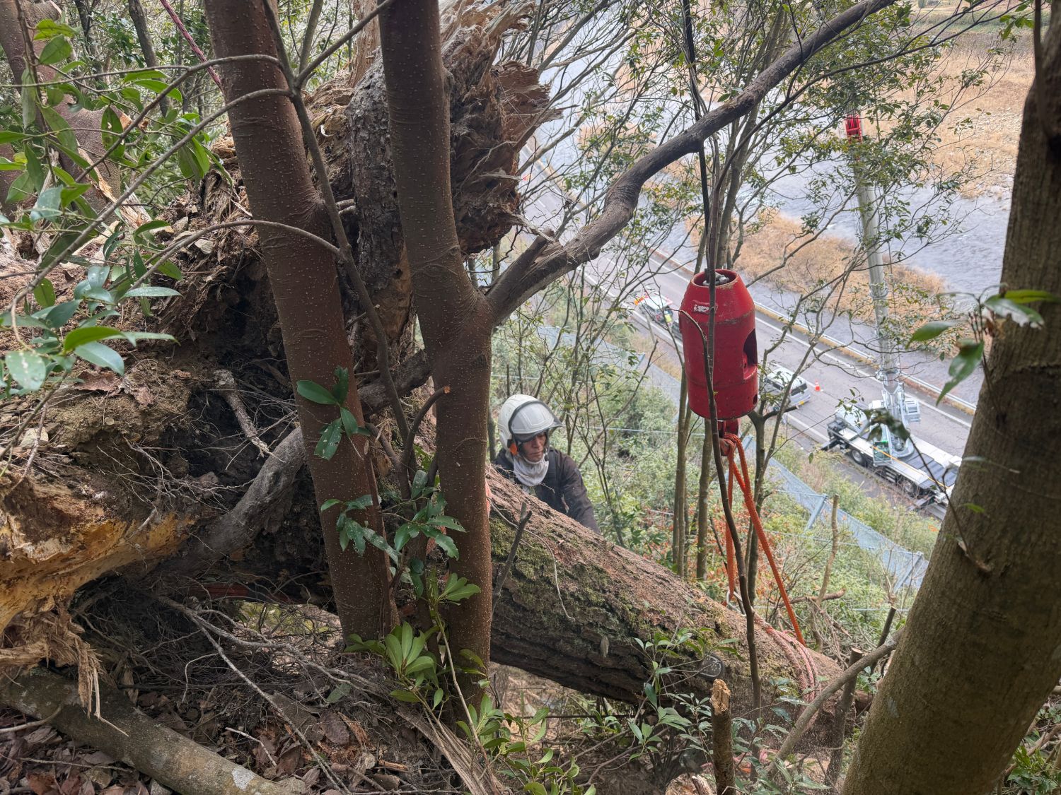 崖際 倒木 緊急撤去