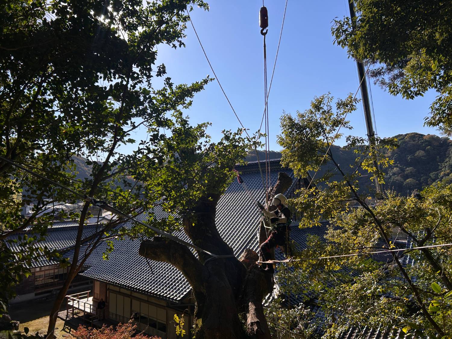 寺社 高木 吊り上げ特殊伐採