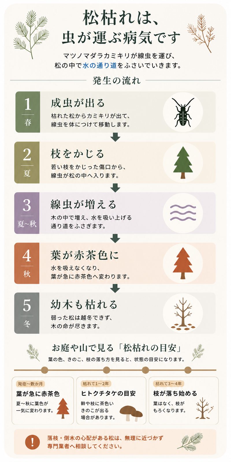 松枯れ(松くい虫)の季節ごとの流れと、枯れてからの状態の目安をまとめた図解