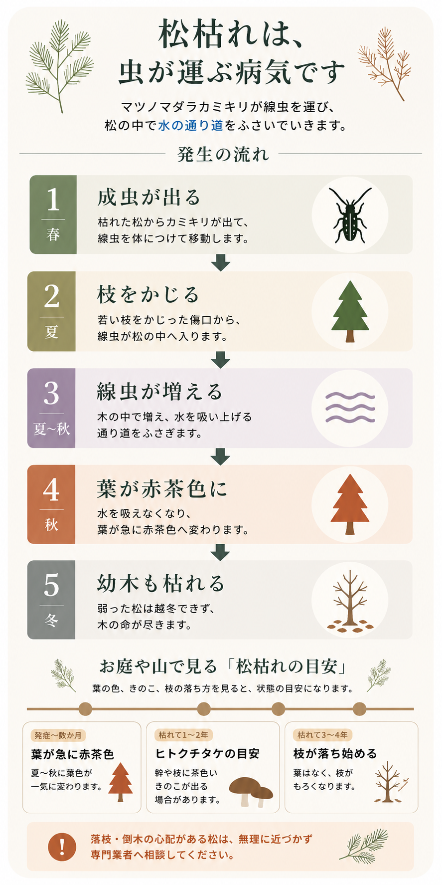 松枯れ(松くい虫)の季節ごとの流れと、枯れてからの状態の目安をまとめた図解