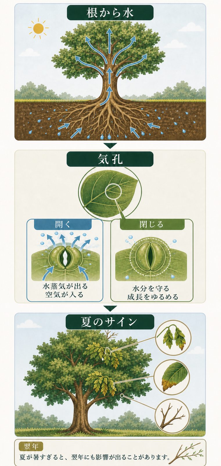根から水を吸い、気孔を閉じると成長をゆるめる木の仕組みと、夏に見たいサイン