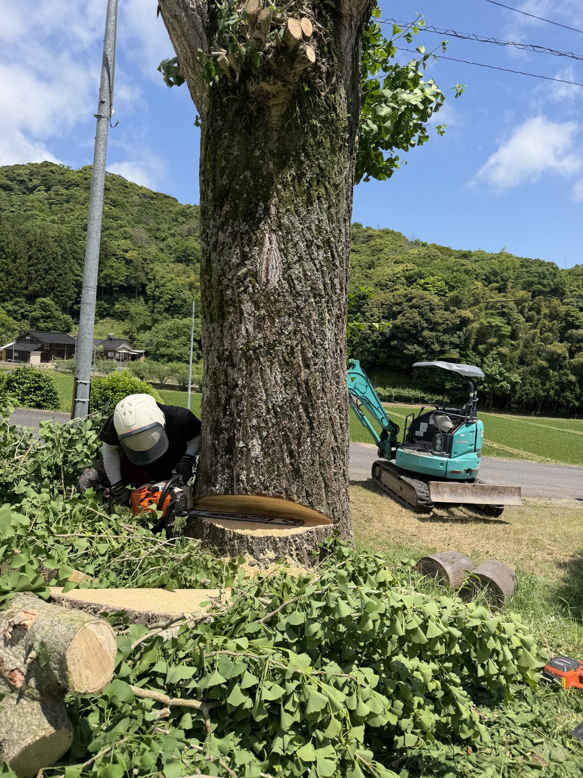 開けた場所で、幹に受け口を作りチェーンソーで木を伐倒しているところ