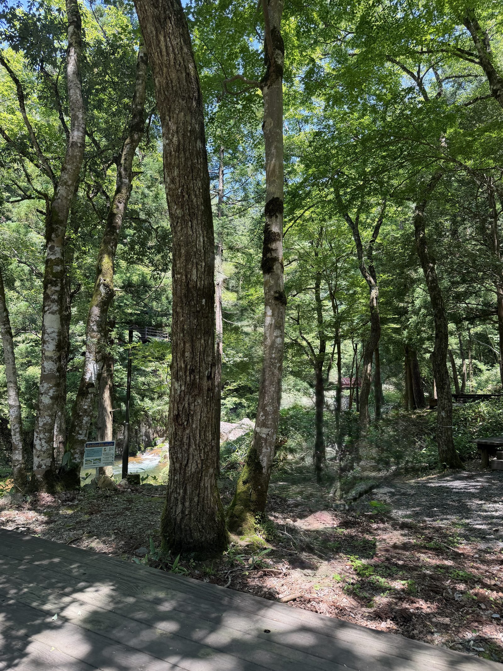 木陰はなぜ涼しい?木がつくる3つの理由