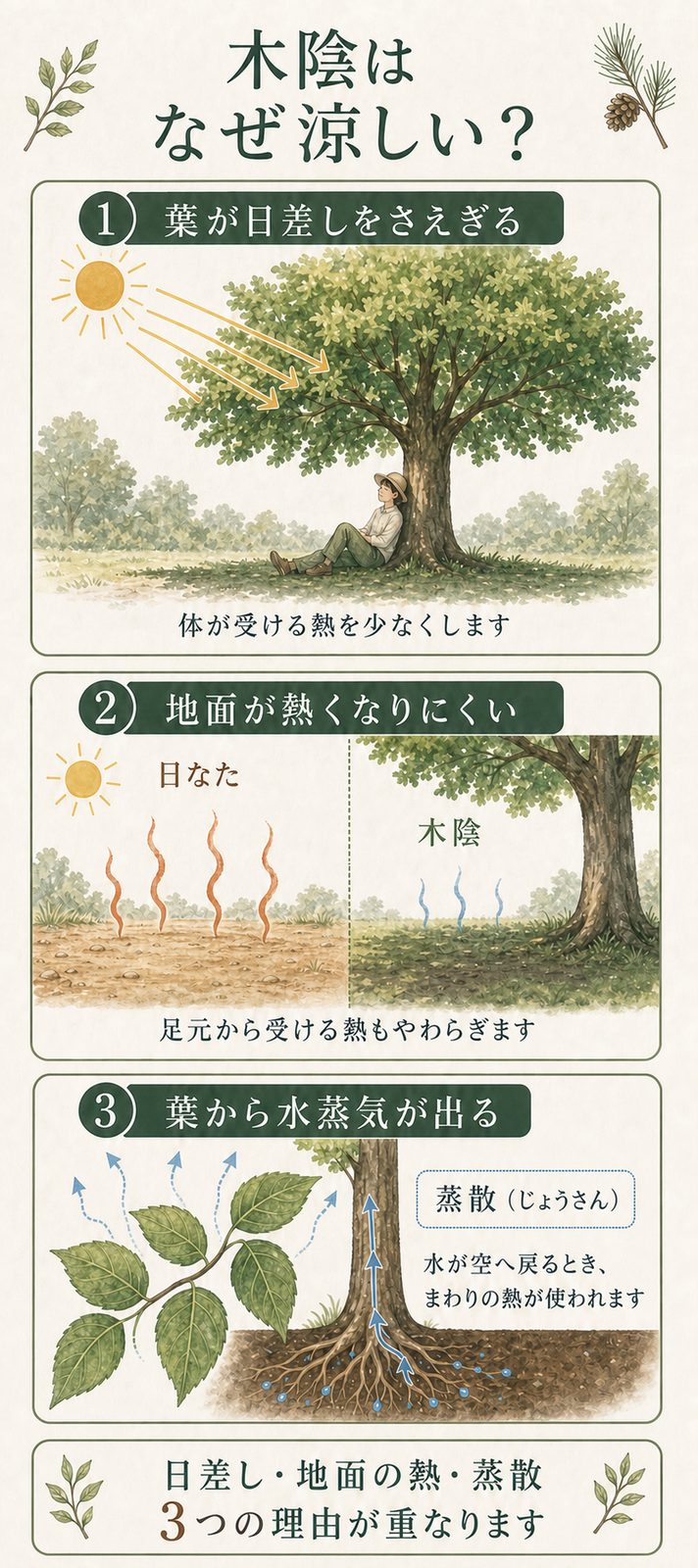 木陰が涼しく感じられる3つの理由を説明したイラスト