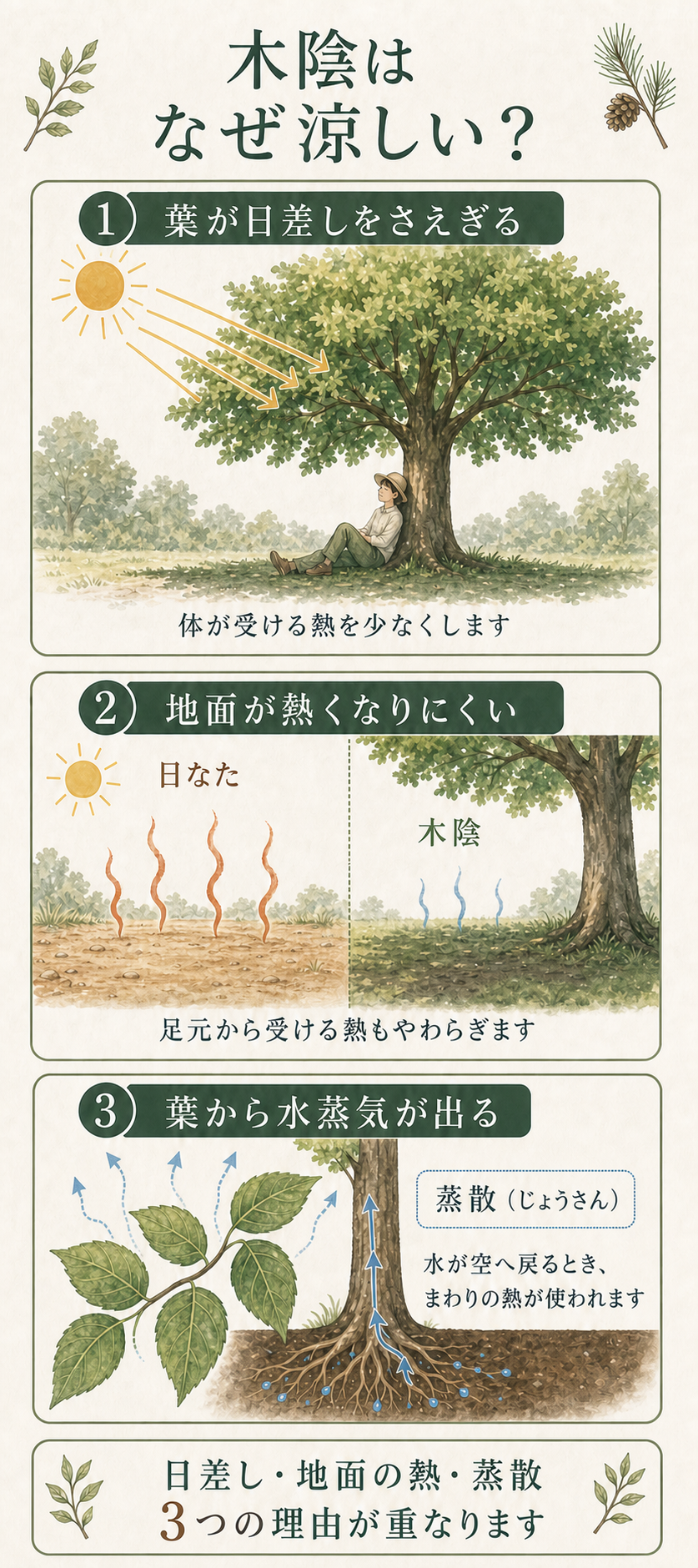 木陰が涼しく感じられる3つの理由を説明したイラスト