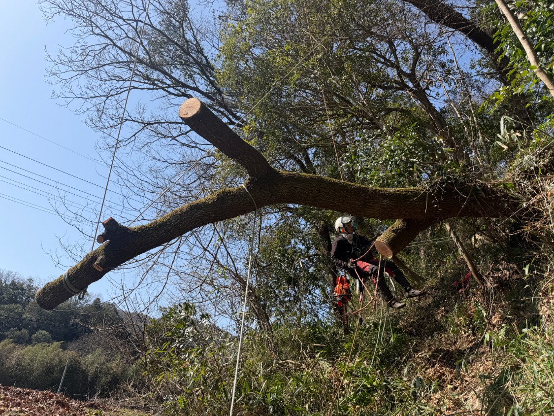 傾斜地での特殊伐採作業