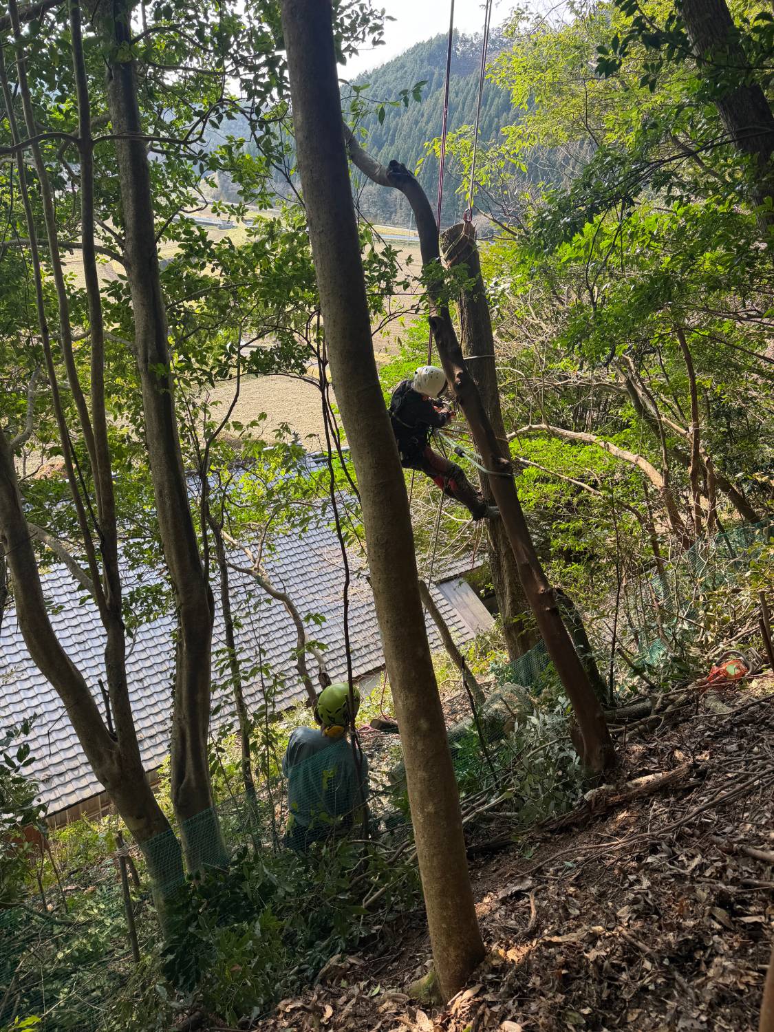 民家裏 急傾斜地 危険木伐採