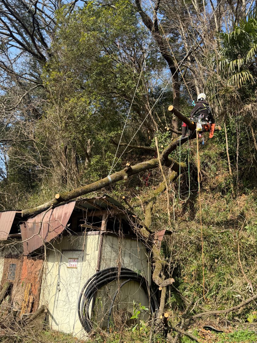 急傾斜地 建物への倒木 緊急撤去