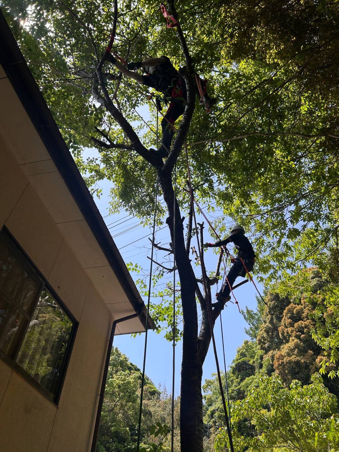 住宅 隣家越境 高木
